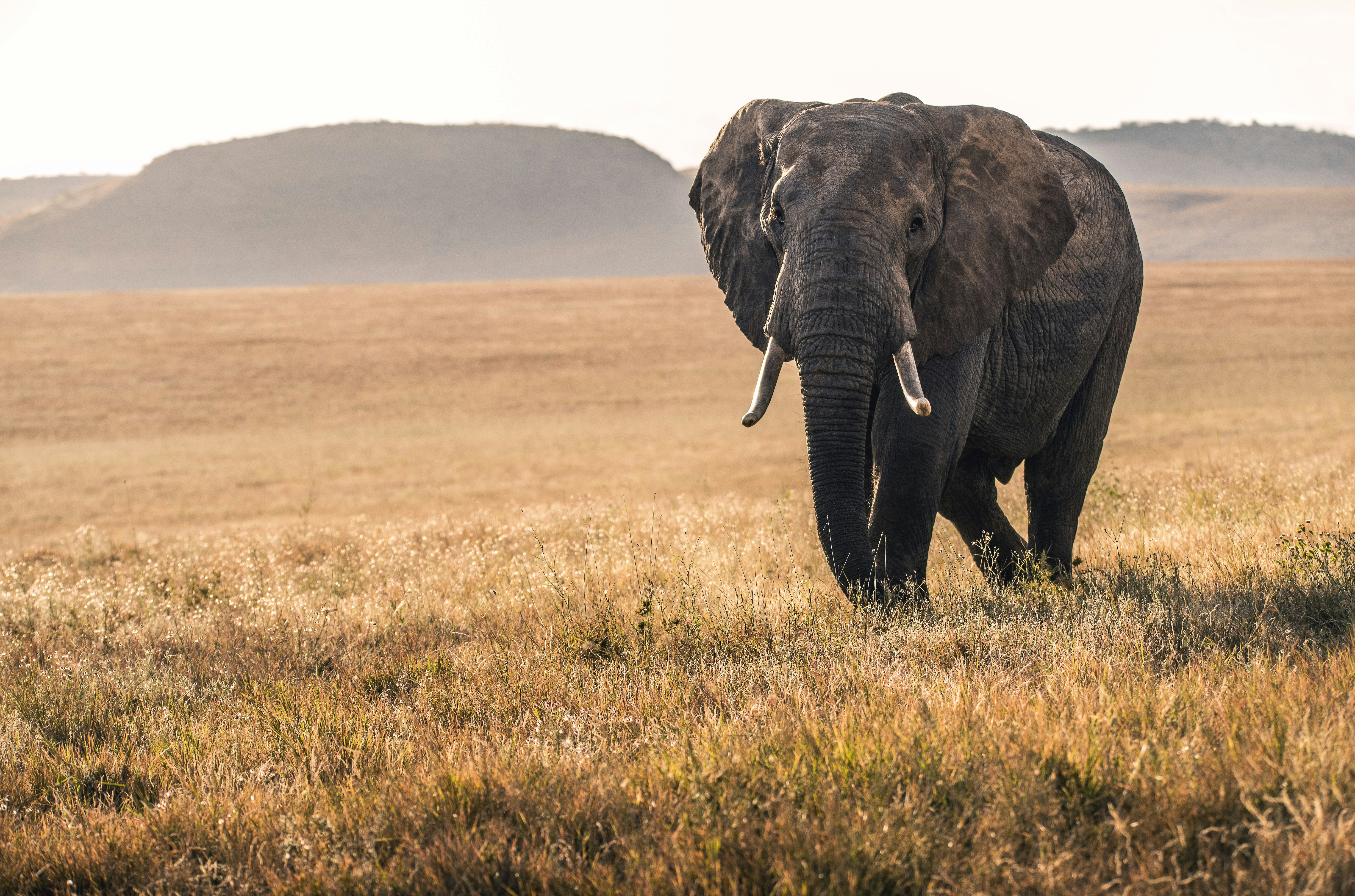 Matangos Expeditions Tanzania safari profile cover